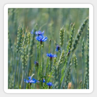 Cornflowers in a wheat field Sticker